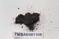 藏品(叢毛苔)的圖片